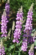 Lupinus cervinus