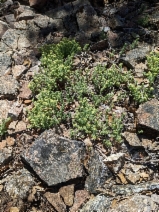 Galium clementis