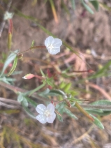 Clarkia epilobioides