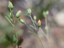 Hesperolinon breweri