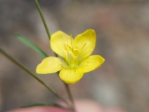 Hesperolinon breweri