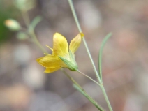 Hesperolinon breweri
