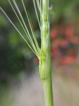 efeu im kübel pflanzen Efeu - Hedera helix