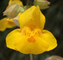Mimulus glaucescens