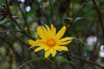 Venegasia carpesioides