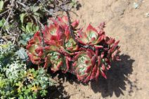 Dudleya caespitosa