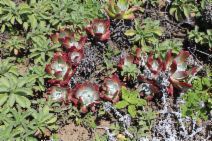 Dudleya caespitosa