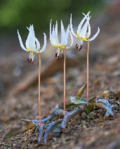 Erythronium citrinum var. roderickii