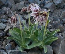 Fritillaria purdyi