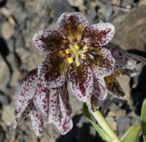 Fritillaria purdyi