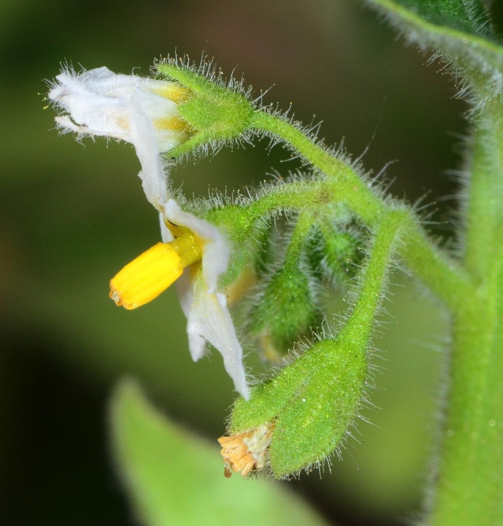Solanum physalifolium var. nitidibaccatum