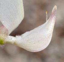 Lupinus citrinus var. deflexus - Calflora