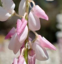 Lupinus citrinus var. deflexus - Calflora