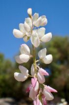 Lupinus citrinus var. deflexus - Calflora
