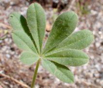 Lupinus citrinus var. deflexus - Calflora