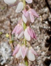 Lupinus citrinus var. deflexus - Calflora