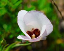 Calochortus catalinae