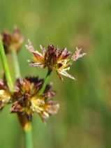 Juncus xiphioides