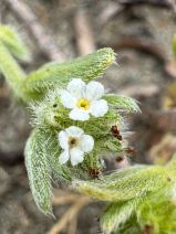 Cryptantha leiocarpa