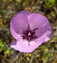 Calochortus splendens