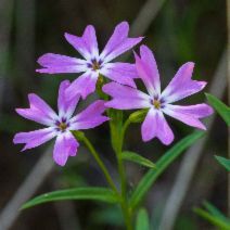 Phlox speciosa
