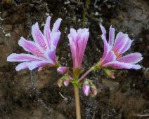 Lewisia cotyledon var. heckneri