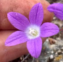 Githopsis pulchella ssp. serpentinicola