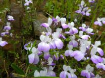 Collinsia multicolor