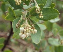 Arctostaphylos glandulosa ssp. cushingiana