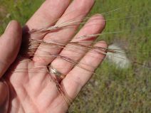 Stipa pulchra
