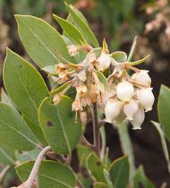 Arctostaphylos canescens ssp. sonomensis