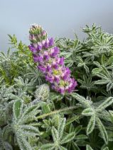 Lupinus microcarpus