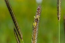 Hordeum brachyantherum