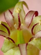 Bolandra californica - Calflora