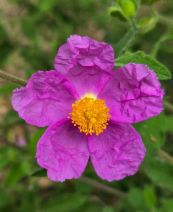 Cistus incanus