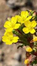 Camissoniopsis intermedia