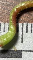 Camissoniopsis intermedia