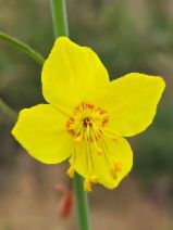 Eulobus californicus