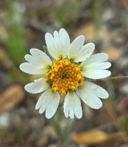 Layia glandulosa