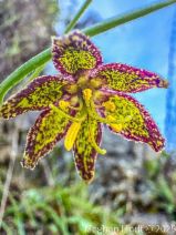Fritillaria ojaiensis