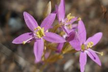 Centaurium erythraea