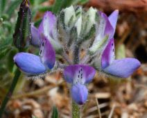 Lupinus bicolor