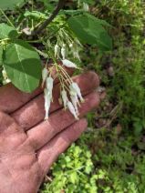 Staphylea bolanderi