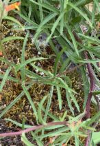 Castilleja affinis