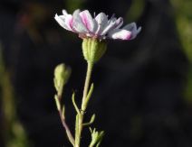 Blepharipappus scaber