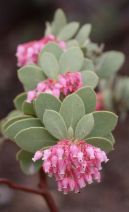 Arctostaphylos pringlei ssp. drupacea