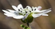 Hemizonia congesta ssp. luzulifolia