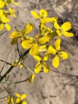 Erysimum suffrutescens