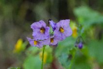 Solanum umbelliferum var. xanti