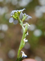 Plagiobothrys tener ssp. tener
